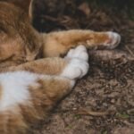 Sleeping Ginger Cat in Nature Close-Up Shot