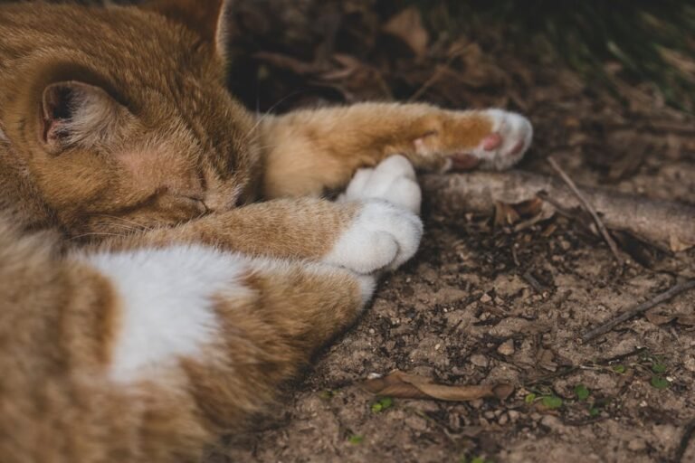 Sleeping Ginger Cat in Nature Close-Up Shot