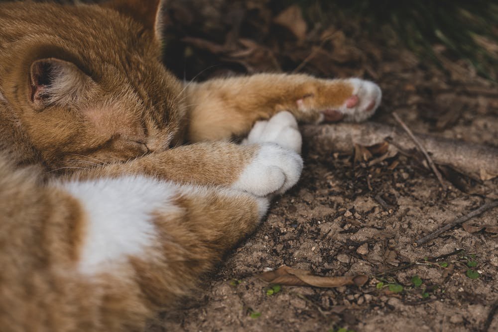 Sleeping Ginger Cat in Nature Close-Up Shot