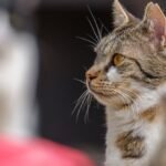 Close-up of a Tabby Cat Looking Alert Outdoors