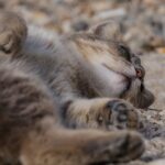 Playful Tabby Cat Relaxing on a Sunny Day