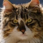 Close-up Portrait of a Fluffy Ginger Cat Outdoors