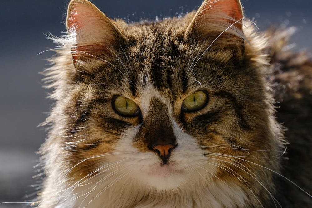 Close-up Portrait of a Fluffy Ginger Cat Outdoors