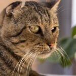 A Close-up Shot of a Cat with Whiskers on It's Face