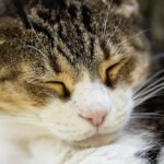 Photo of Cat Sleeping