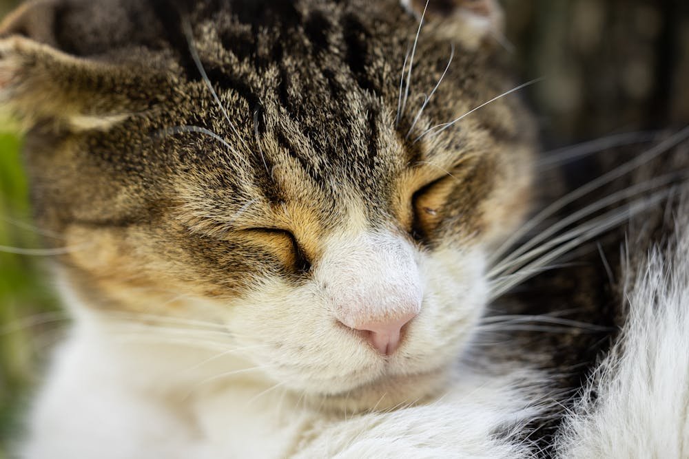 Photo of Cat Sleeping