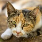 Close-Up Shot of a Cat