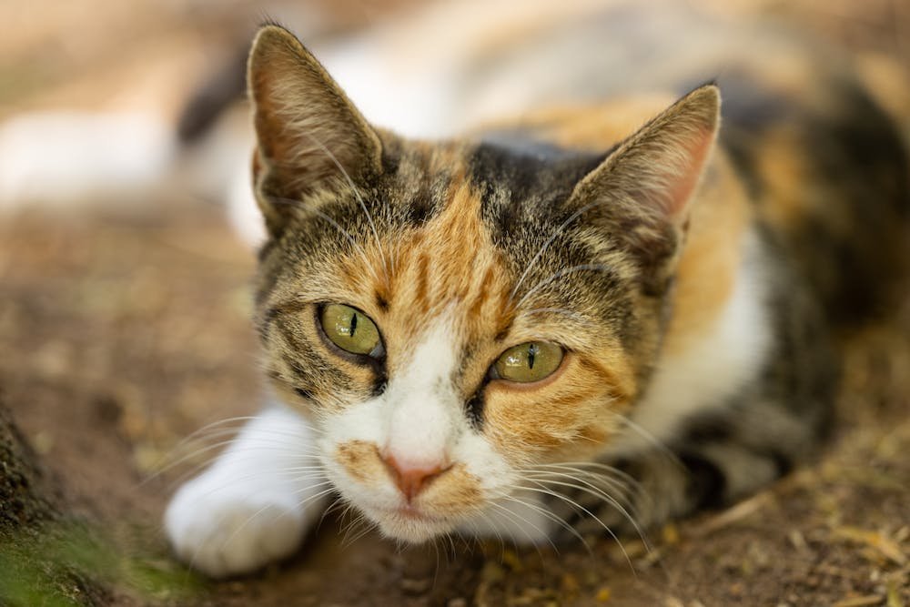 Close-Up Shot of a Cat