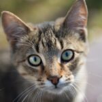 Brown Tabby Cat