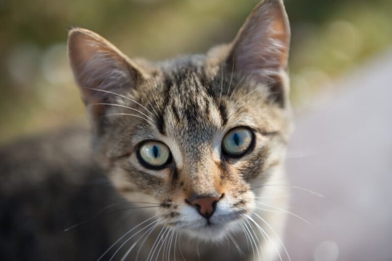 Brown Tabby Cat