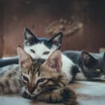Three Short-fur Assorted-color Cats
