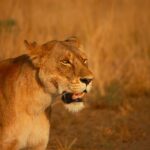Lioness On Brown Grass Field