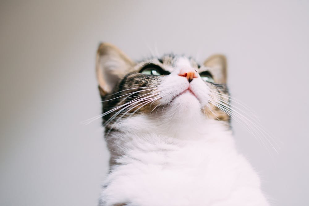 Kitten against White Background