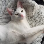 Relaxed White Cat on Soft Blanket Indoors