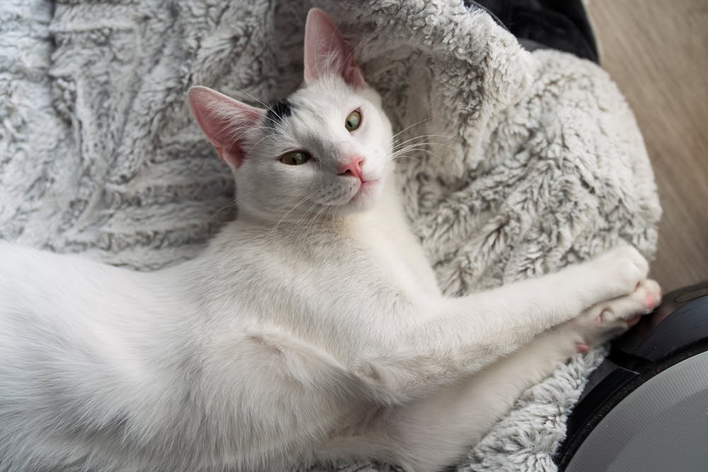 Relaxed White Cat on Soft Blanket Indoors