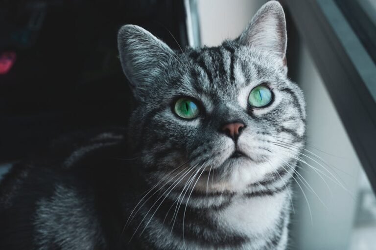 Tabby Cat