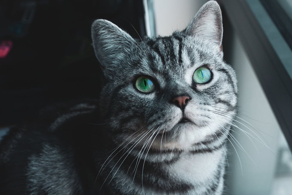 Tabby Cat