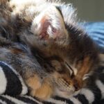 A kitten sleeping on a blanket on a table