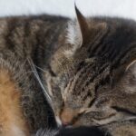 A cat sleeping on a white surface with its eyes closed