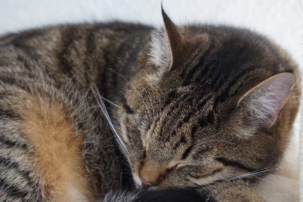 A cat sleeping on a white surface with its eyes closed