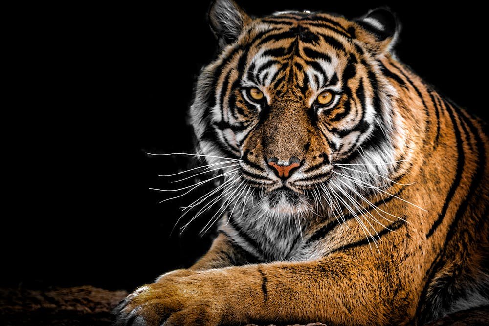 Close-Up Photography of Tiger