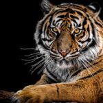 Close-Up Photography of Tiger