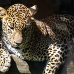 Leopard Laying on Brown Wood Log
