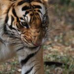 Photo Of A Tiger