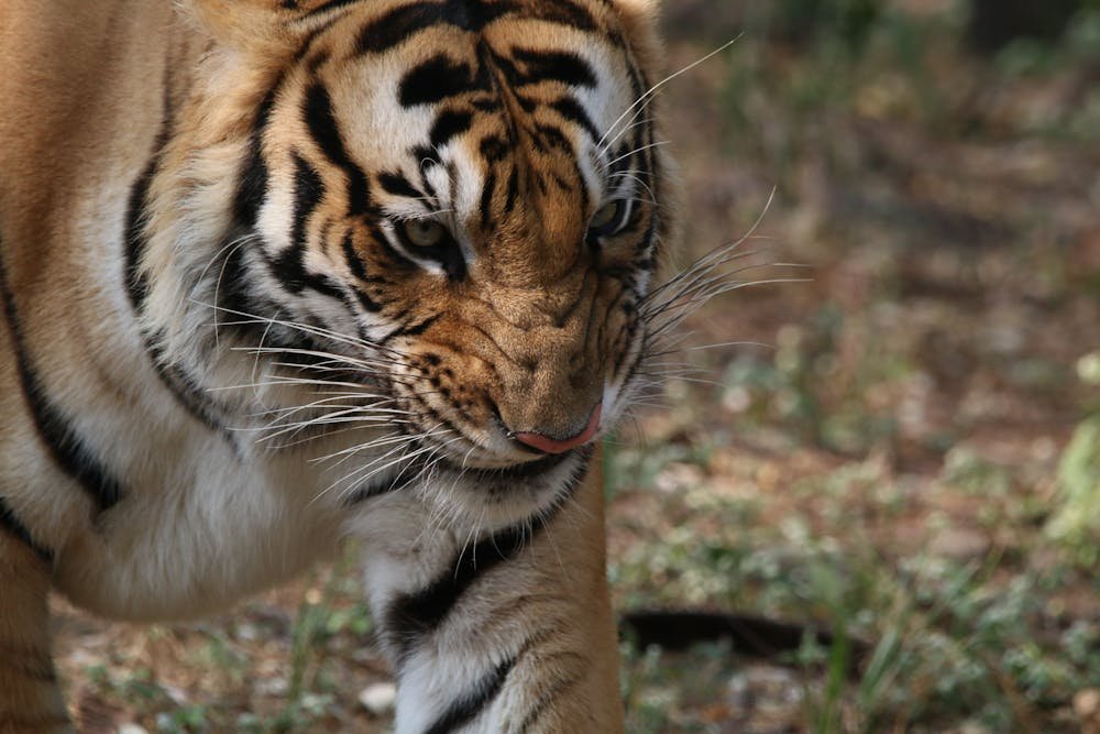 Photo Of A Tiger