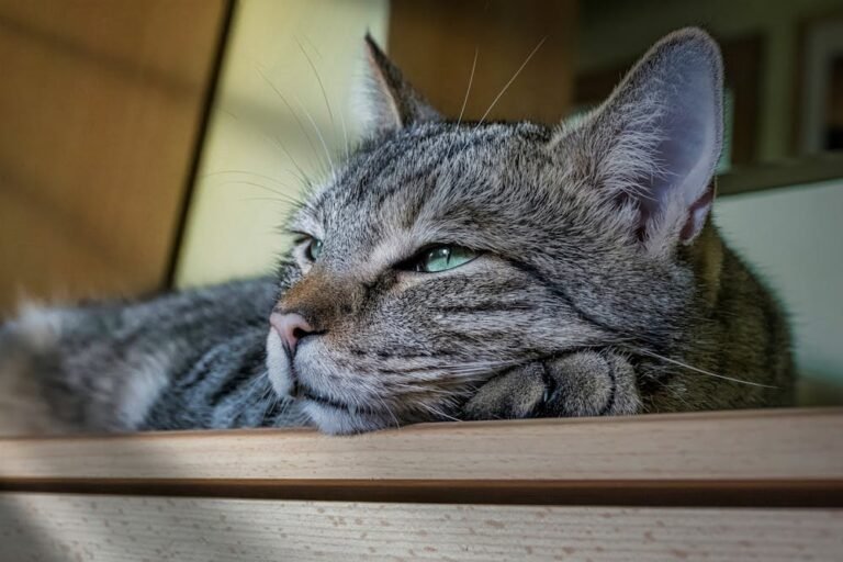 Head of Cat Lying Down