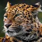 Majestic Leopard Portrait in Natural Habitat