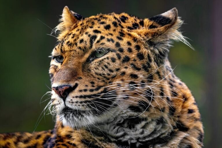 Majestic Leopard Portrait in Natural Habitat