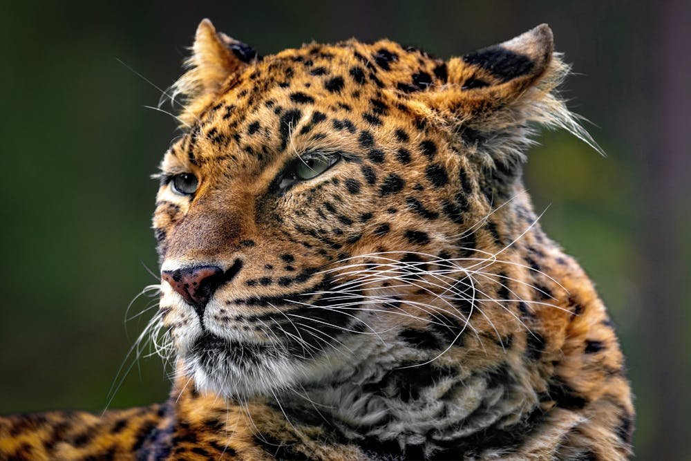 Majestic Leopard Portrait in Natural Habitat
