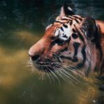 Wildlife Photography of Tiger