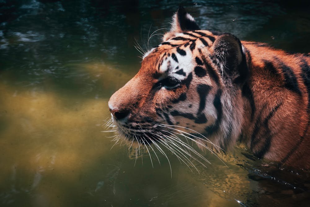 Wildlife Photography of Tiger