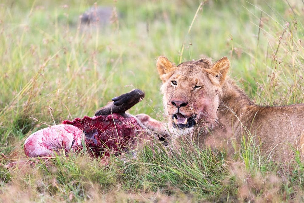 Lion Feeding on Prey in Kenyan Grasslands