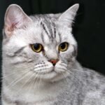 Close up Photo of a Gray cat