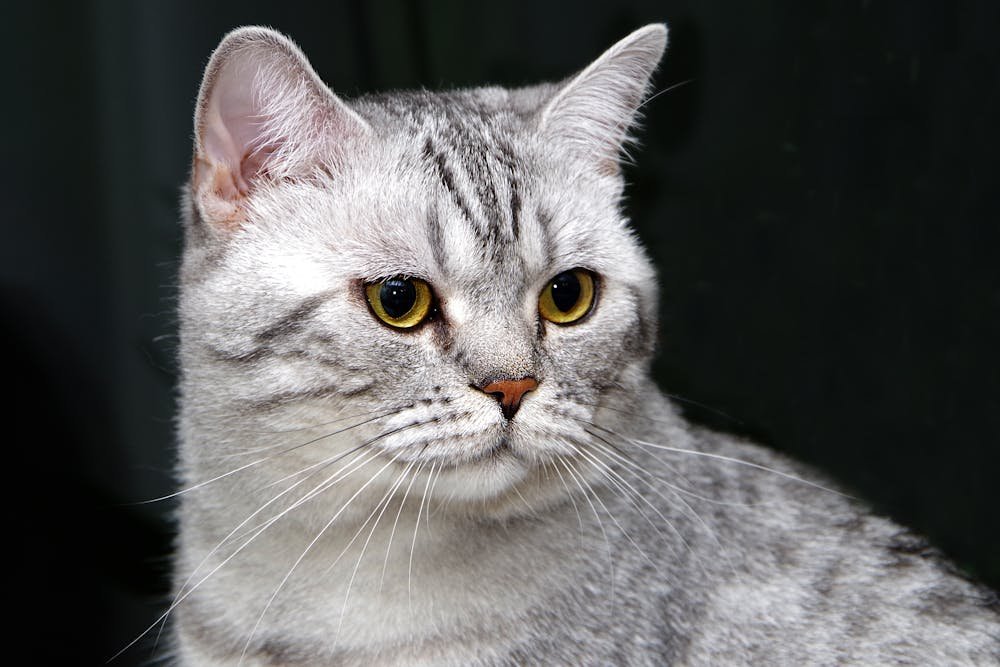 Close up Photo of a Gray cat