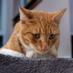 Head of Ginger Cat