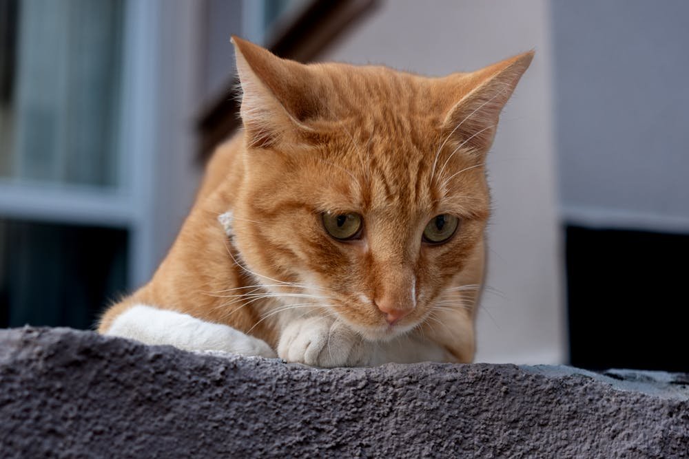 Head of Ginger Cat
