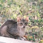 A cat sitting on the ground in the grass