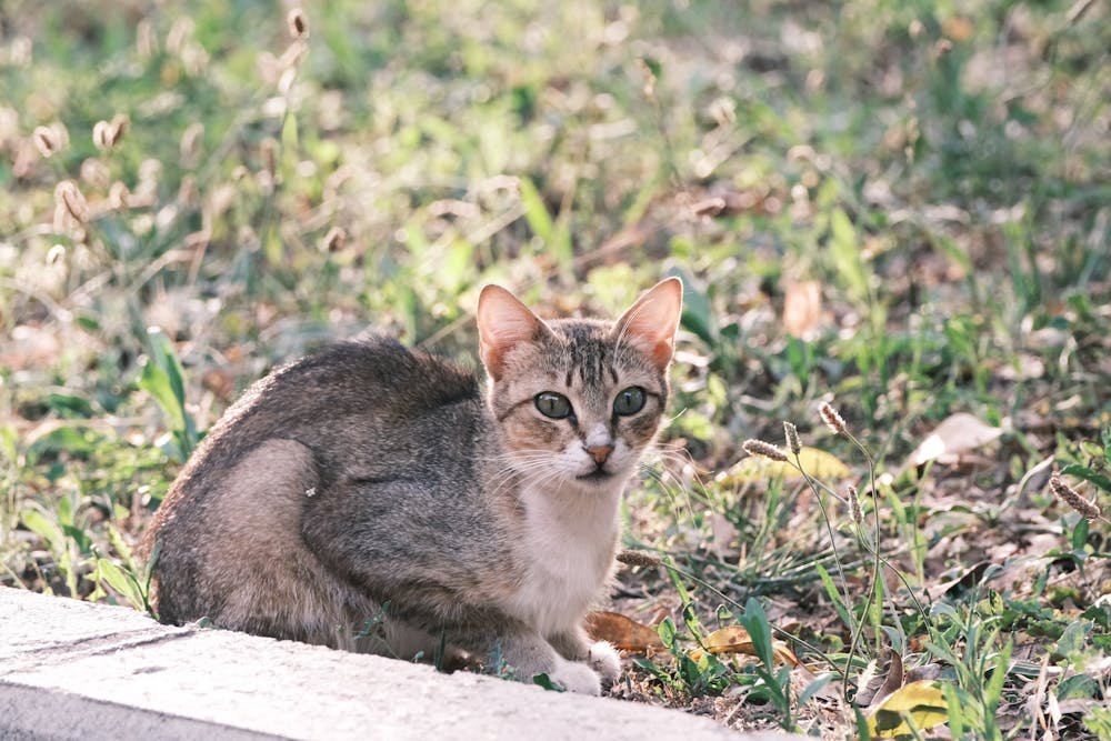 A cat sitting on the ground in the grass