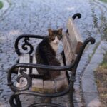 Cat Sitting on Bench in İzmir Park