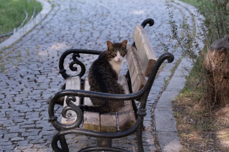 Cat Sitting on Bench in İzmir Park