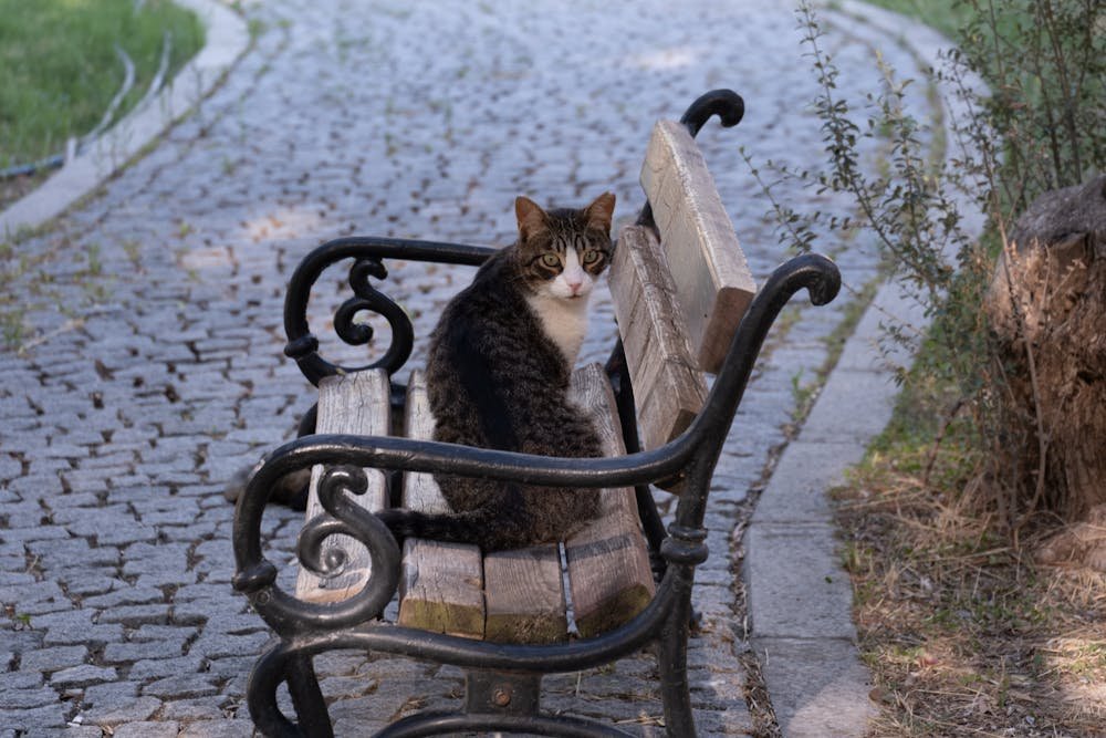 Cat Sitting on Bench in İzmir Park
