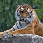 Tiger Lying on Gray Rock