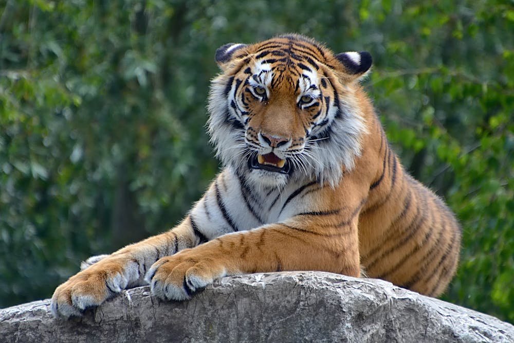Tiger Lying on Gray Rock