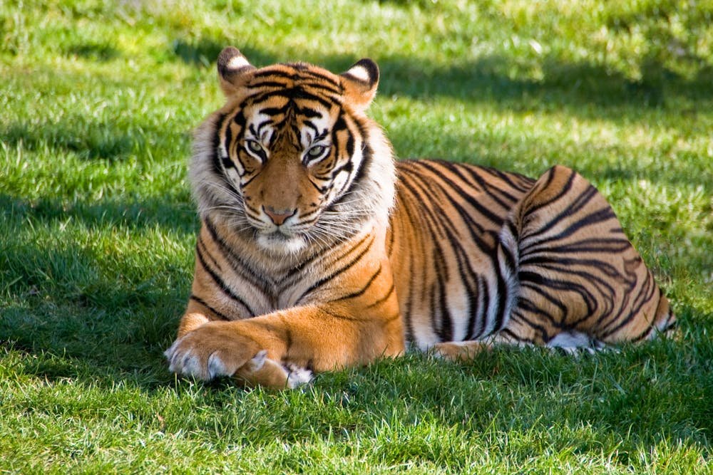 Tiger lying on green grass