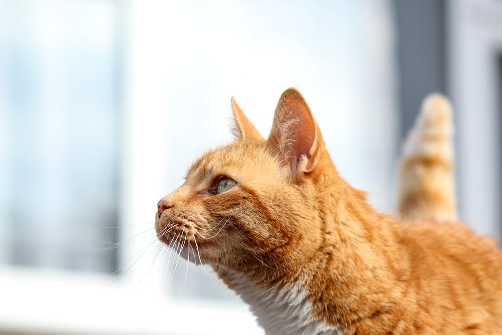 Close-Up of Ginger Tabby Cat in Sunlight