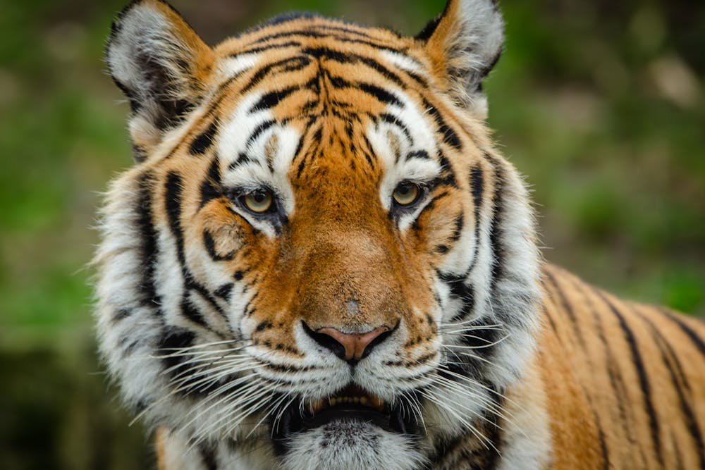 Tiger Nahaufnahme